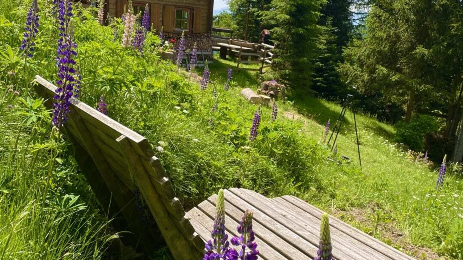 An inviting Alm nestled in a lush green meadow with a comfortable wooden lounger and blooming lupines.