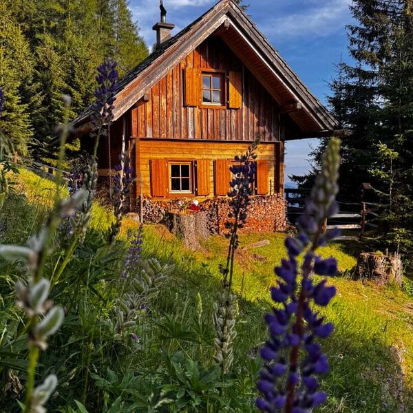 A rustic Alm surrounded by a green meadow with blooming lupines under a blue sky.