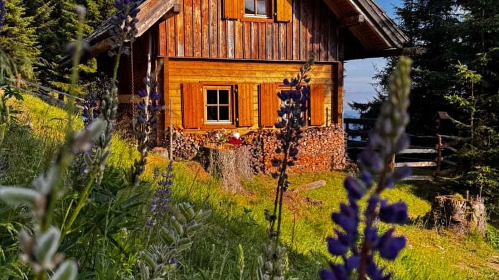 A rustic Alm surrounded by a green meadow with blooming lupines under a blue sky.