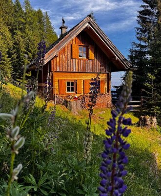 A rustic Alm surrounded by a green meadow with blooming lupines under a blue sky.
