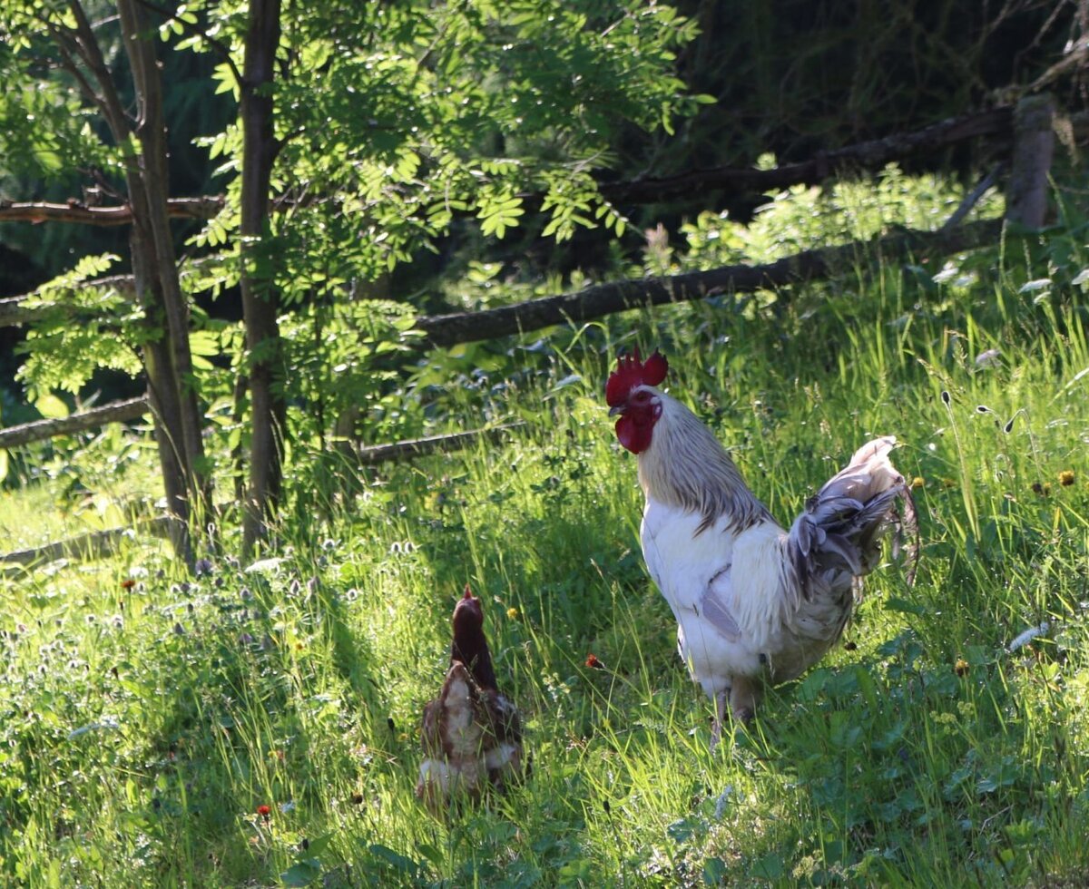 A proud rooster and hen on the Alm's lush, sunlit alpine meadow.