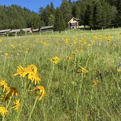 The inviting alm cabin nestled in a blooming mountain meadow with vibrant yellow wildflowers.