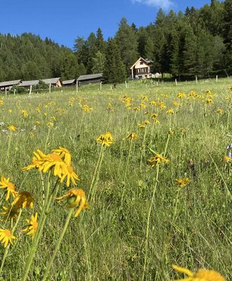 The inviting alm cabin nestled in a blooming mountain meadow with vibrant yellow wildflowers.
