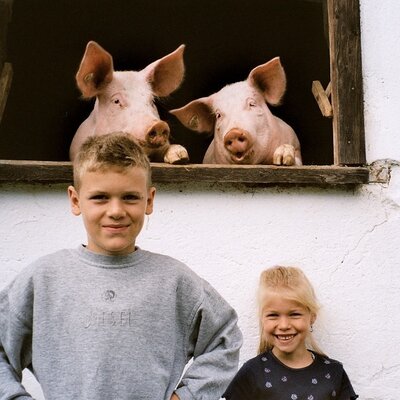 curious pigs with children