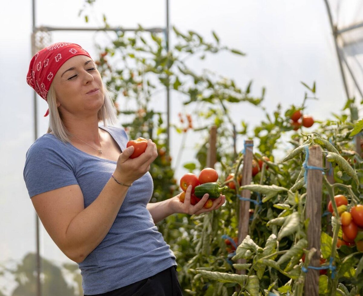 A person harvesting fresh tomatoes and peppers from the Farm House's greenhouse.
