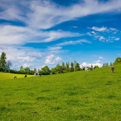 Our cows in the pasture