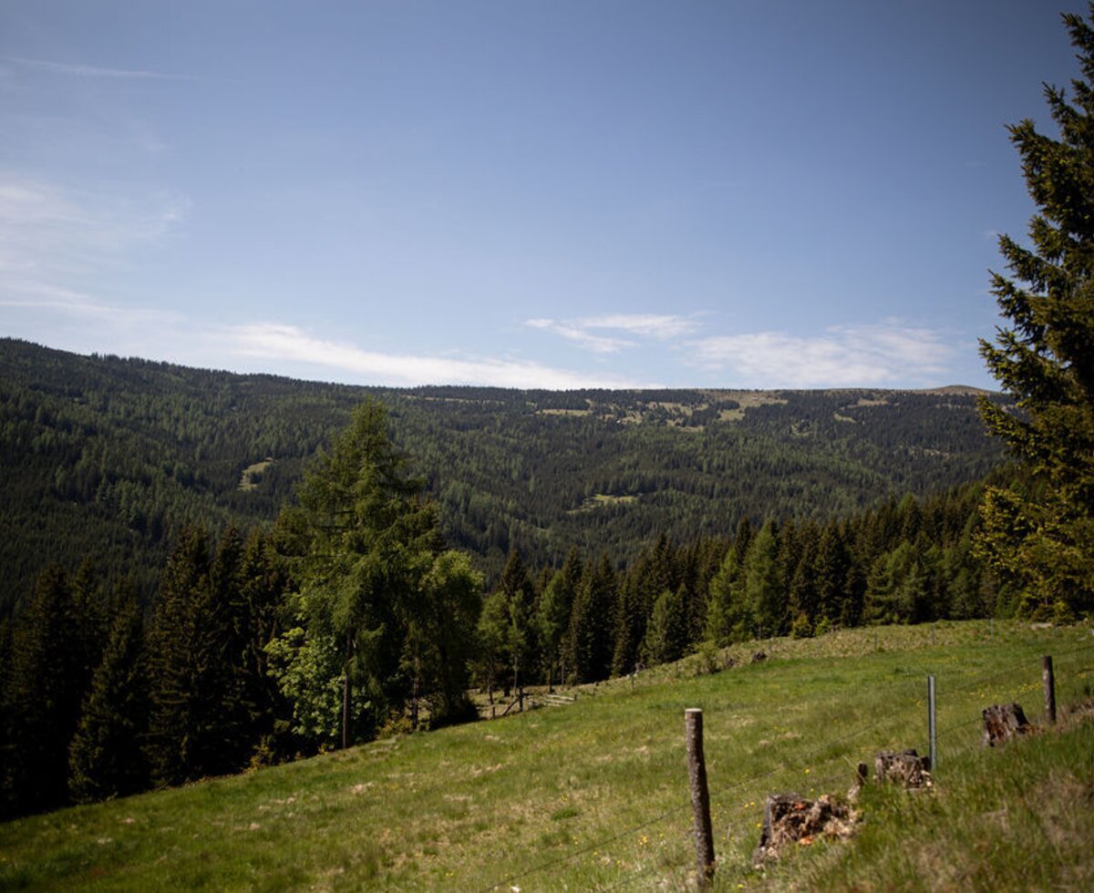 View of the forested mountains and meadows from the Alm.