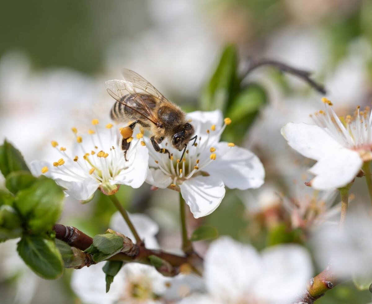 A bee collecting pollen from a white blossom, highlighting the natural environment at the Farm House.