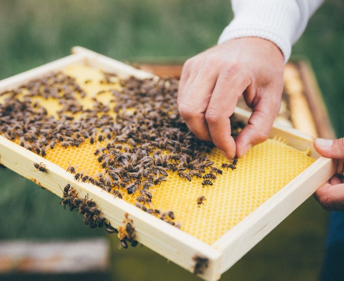 Honeycomb