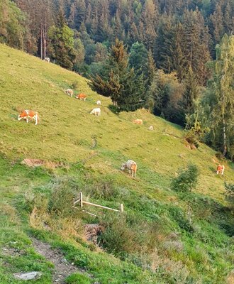 Cows graze on a green alpine hillside with a forest backdrop, showcasing the natural environment surrounding the Alpine Hut.