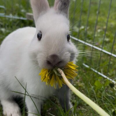 A rabbit eating a dandelion in the grass at the farmhouse.