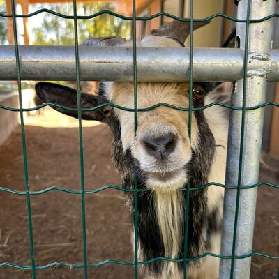 A goat looking through a fence at the farmhouse.
