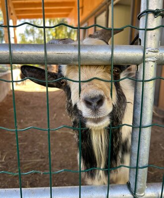 A goat looking through a fence at the farmhouse.