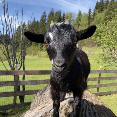 A black goat on a log at the farmhouse.