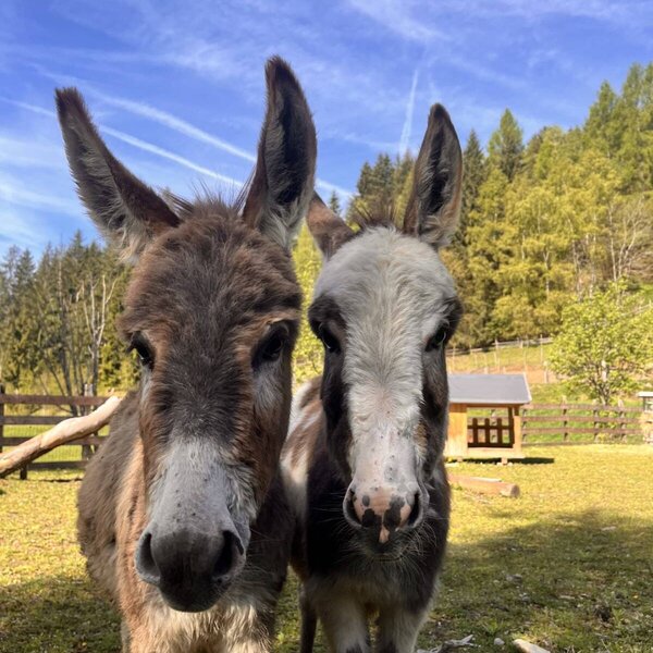 Two donkeys on the farmhouse pasture.