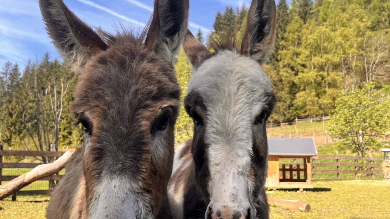 Two donkeys on the farmhouse pasture.