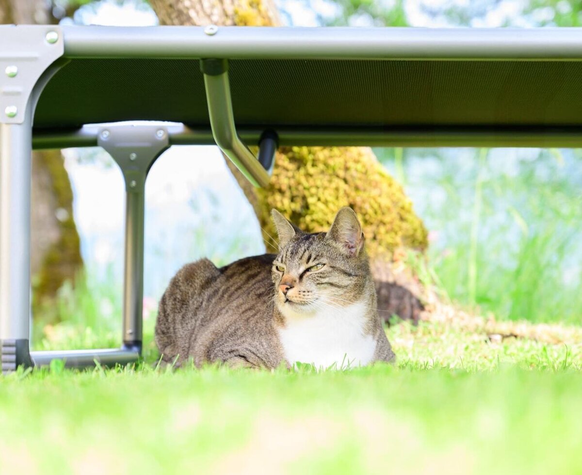 A cat on the grass beneath outdoor furniture at the farmhouse.