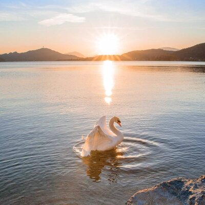 A white swan swimming on the lake during sunset, with mountains in the distance, part of the natural landscape around the Farm House.
