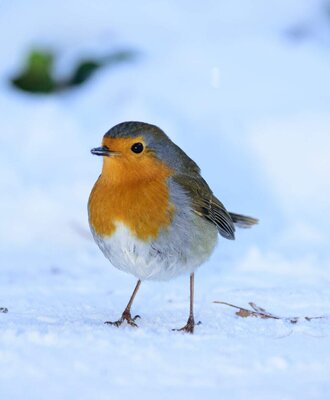 A robin in the snow, showcasing the winter wildlife near the farmhouse.