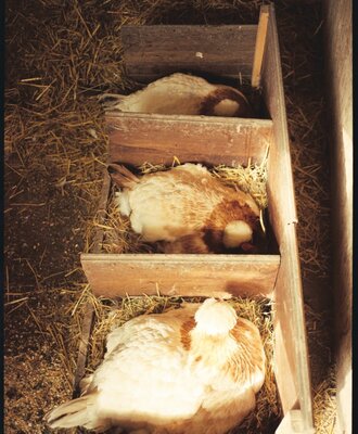 Chickens laying eggs in straw-filled nesting boxes at the Farm House.