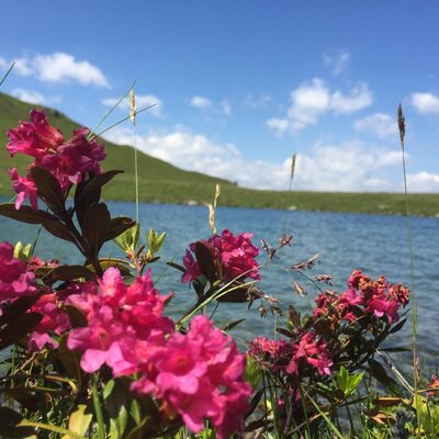 Alpine rose bloom at Laußnitz Lake