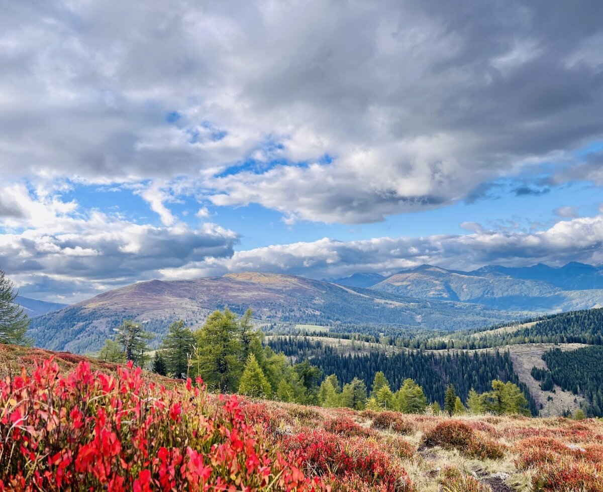 View from the Alm of the mountain landscape with red bushes and forests.