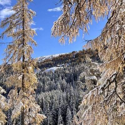 Winter landscape with snow-covered trees and the Alm visible on a snowy slope.