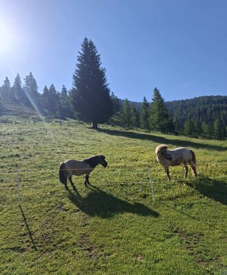 Two ponies in the Alm's pasture, with forested hills in the background.