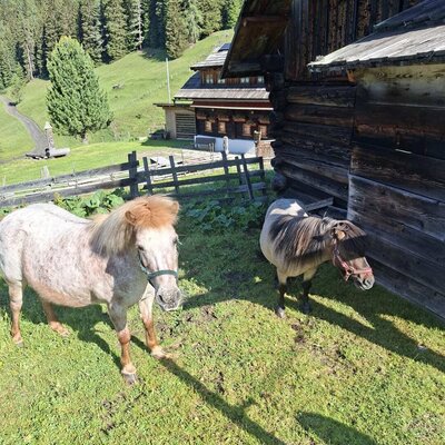 Two ponies in the Alm's meadow, with a wooden building and mountain forest in the background.