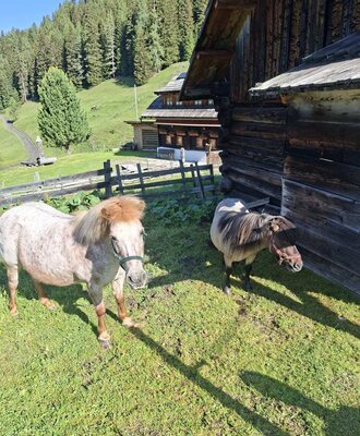 Two ponies in the Alm's meadow, with a wooden building and mountain forest in the background.