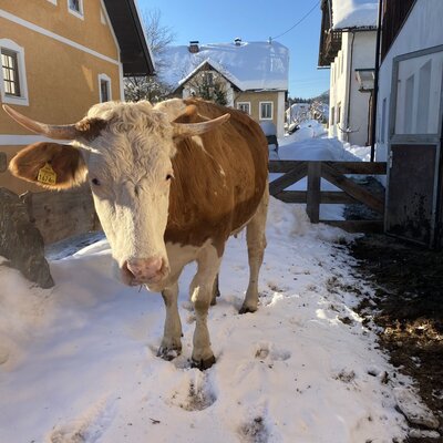 A brown and white cow with horns stands in the snow near the farmhouse buildings.