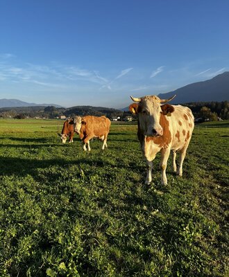 Cows grazing in a field at the Farm House, with mountains visible in the background.