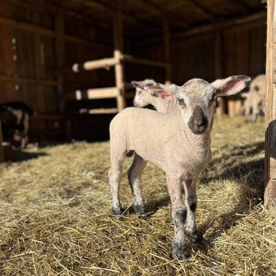 A young lamb stands on hay inside the barn at the farmhouse.