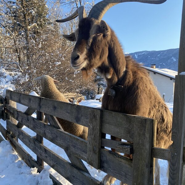 A horned goat with a bell, visible behind a wooden fence in the snow at the Farm House. A horned goat with a bell, visible behind a wooden fence in the snow at the Farm House.