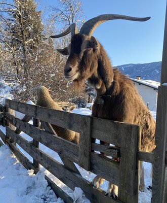 A horned goat with a bell, visible behind a wooden fence in the snow at the Farm House.