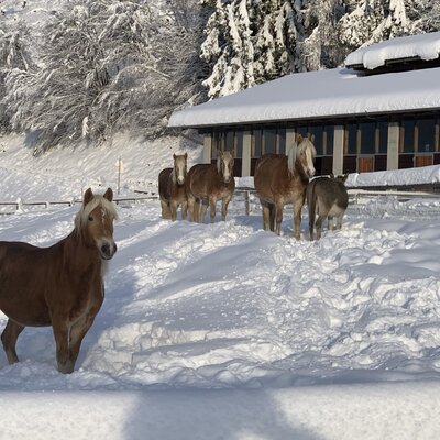 Farm animals, including horses and a donkey, standing in the snow at the Farm House.