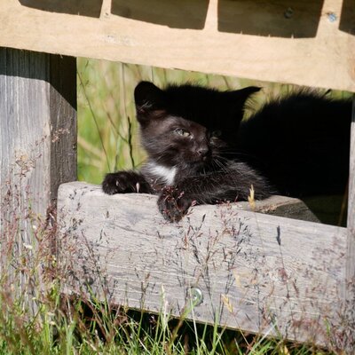A black kitten with white chest markings peeks from behind a wooden structure at the Farm House.