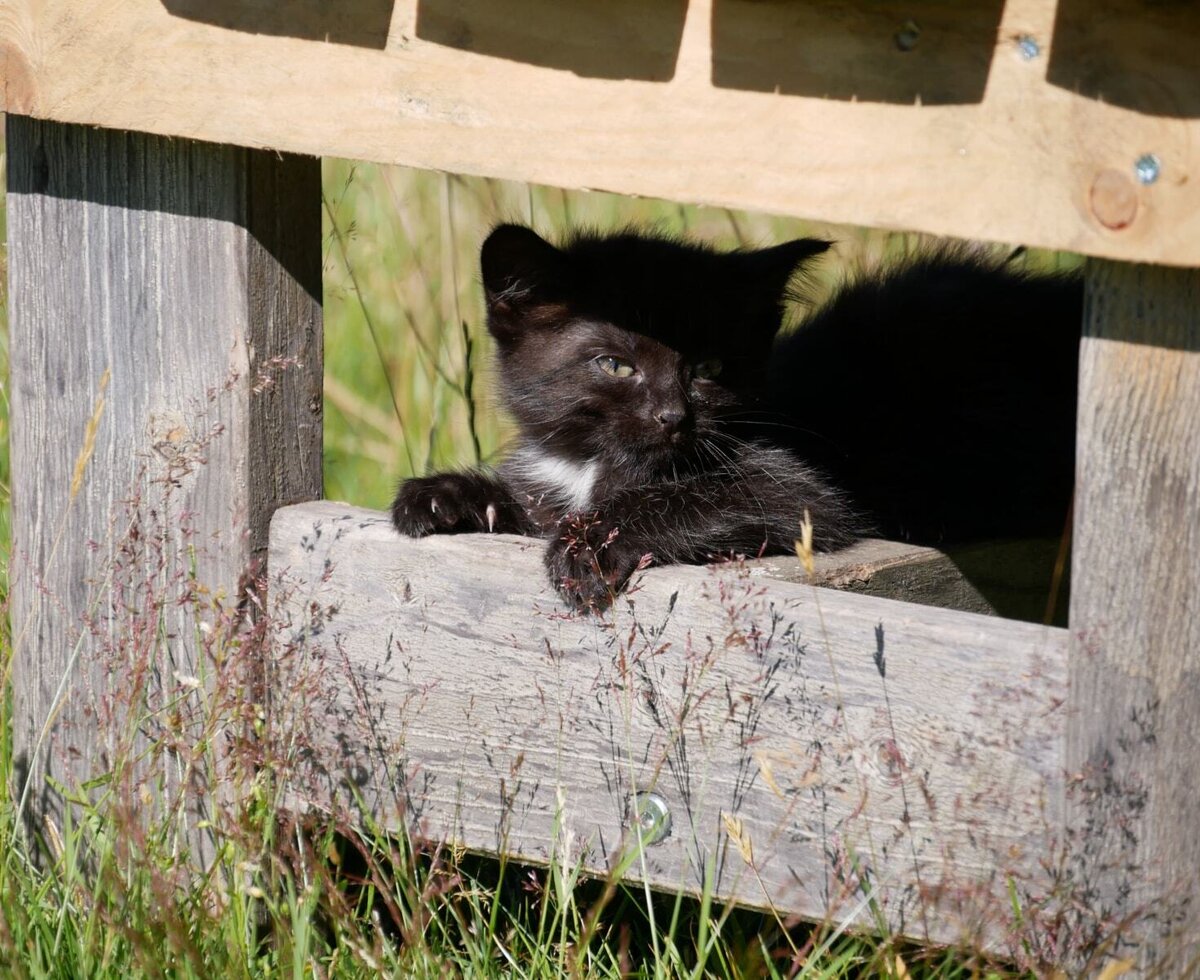 A black kitten with white chest markings peeks from behind a wooden structure at the Farm House.