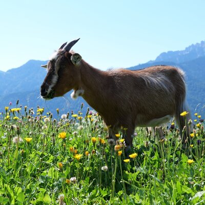 A goat grazes in a wildflower meadow with mountains in the background at the Farm House.