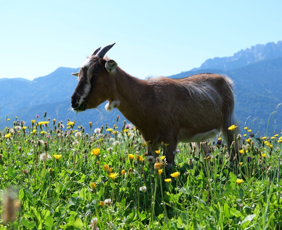 A goat grazes in a wildflower meadow with mountains in the background at the Farm House.
