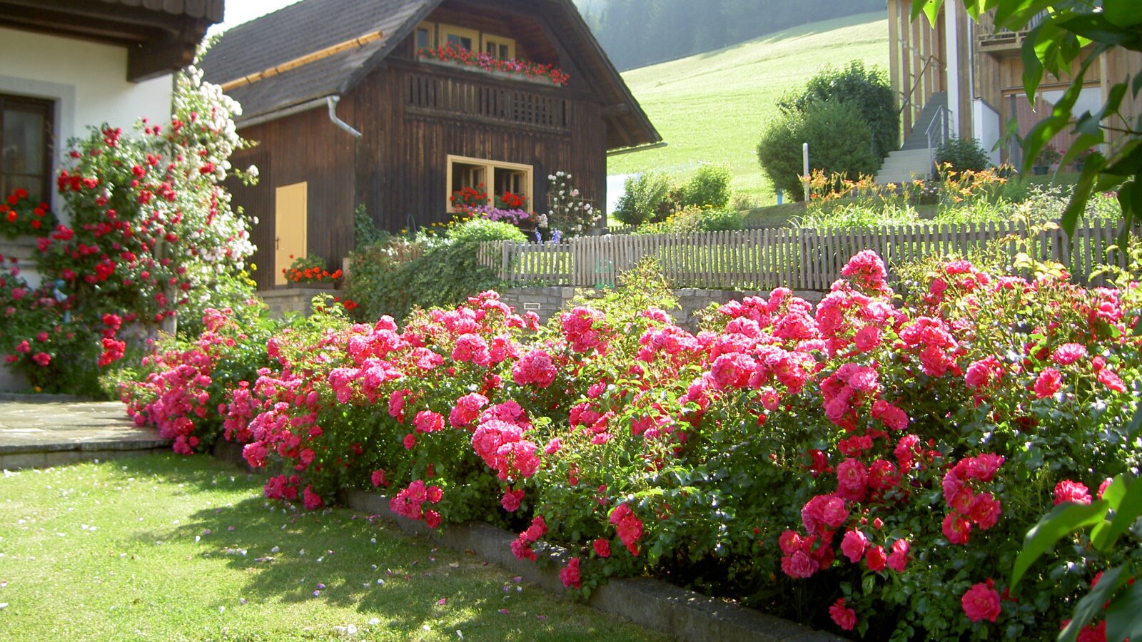 The farmhouse garden features a lush lawn and vibrant pink rose bushes in front of the traditional wooden building.