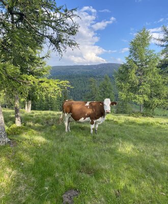 A brown and white cow in an alpine meadow, surrounded by trees and mountains, typical of the natural surroundings of the Alpine Hut.