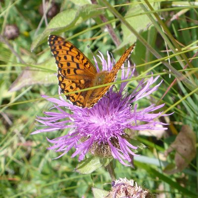 Butterflies on the wayside