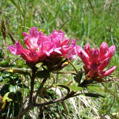 Vibrant pink alpine rhododendron flowers (Alpenrose) growing in the natural landscape surrounding the Farm House.