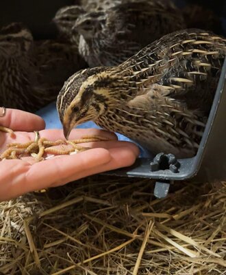 A person feeding quails by hand at the farmhouse.