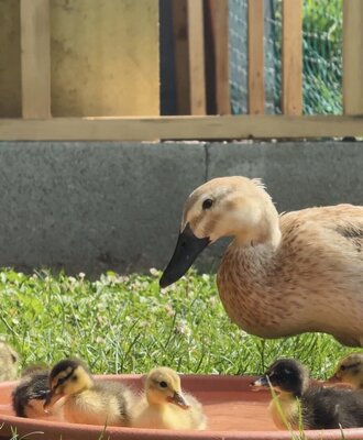 Duck and ducklings in a water dish on the grass of the farmhouse.