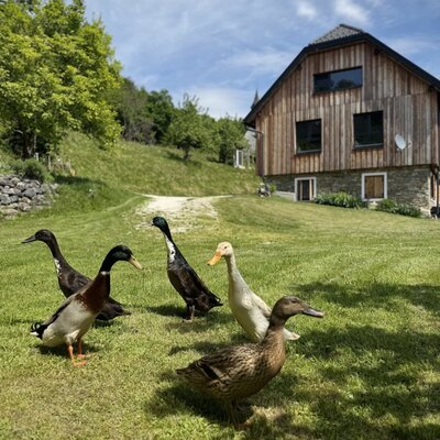 Ducks on the lawn in front of the farmhouse.