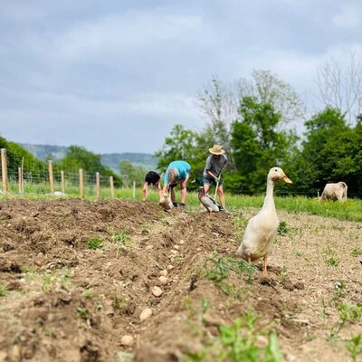 Guests planting potatoes in the farmhouse field, accompanied by ducks and a cow.