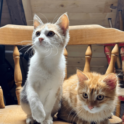 Two playful kittens sitting on a wooden chair at the cozy farmhouse.