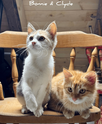 Two playful kittens sitting on a wooden chair at the cozy farmhouse.